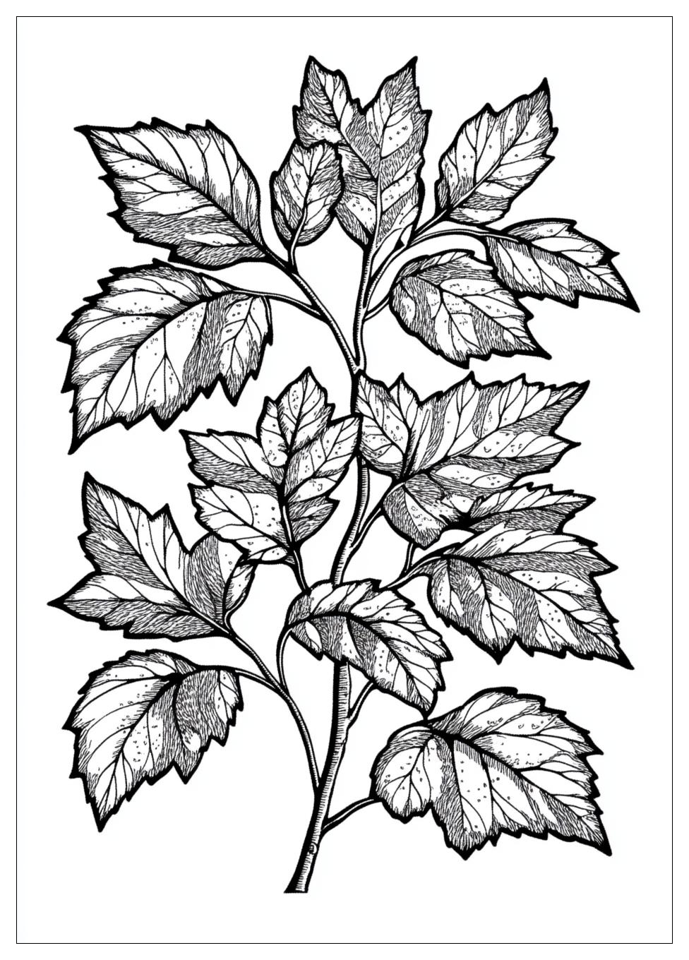Herbstblätter Ausmalbilder 5