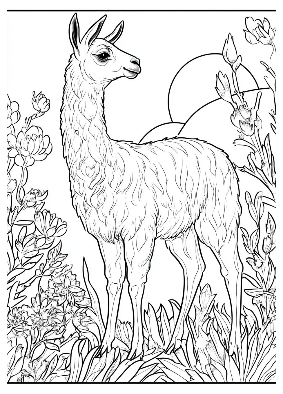 Lama Ausmalbilder 12