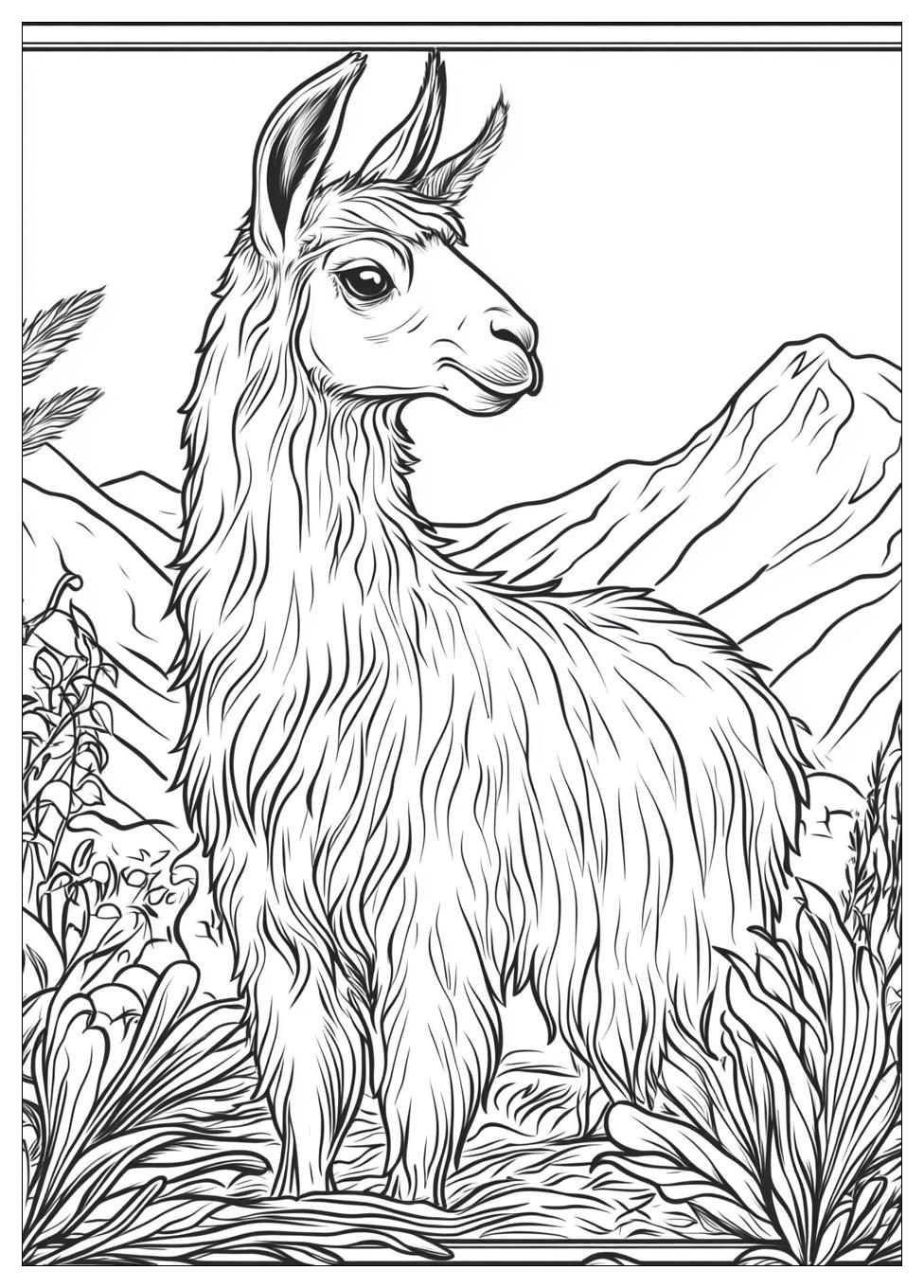 Lama Ausmalbilder 14