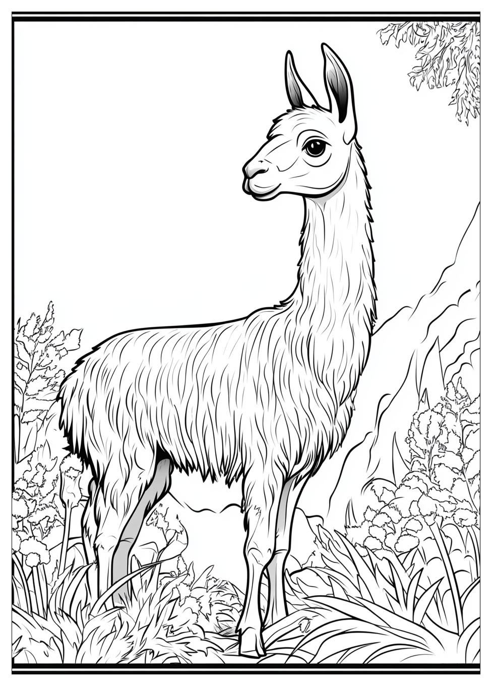 Lama Ausmalbilder 16