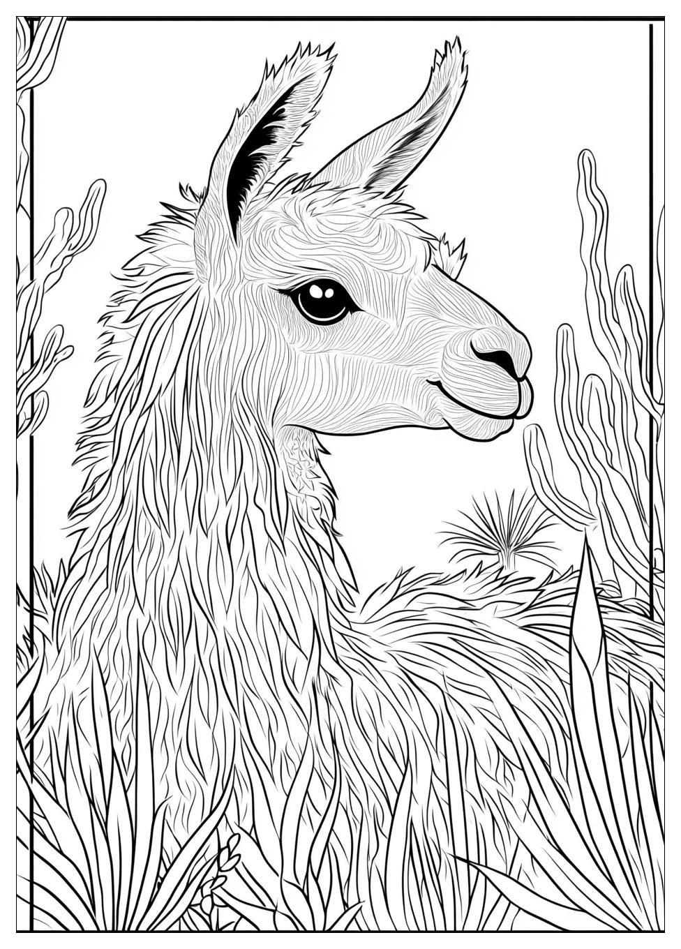 Lama Ausmalbilder 2