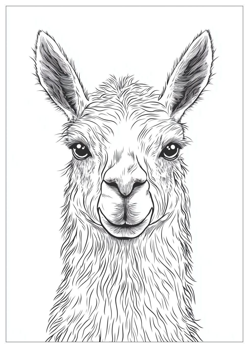 Lama Ausmalbilder 21