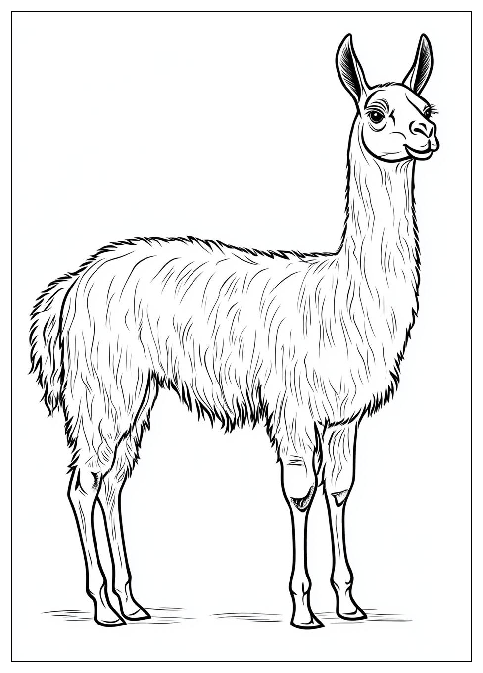 Lama Ausmalbilder 22