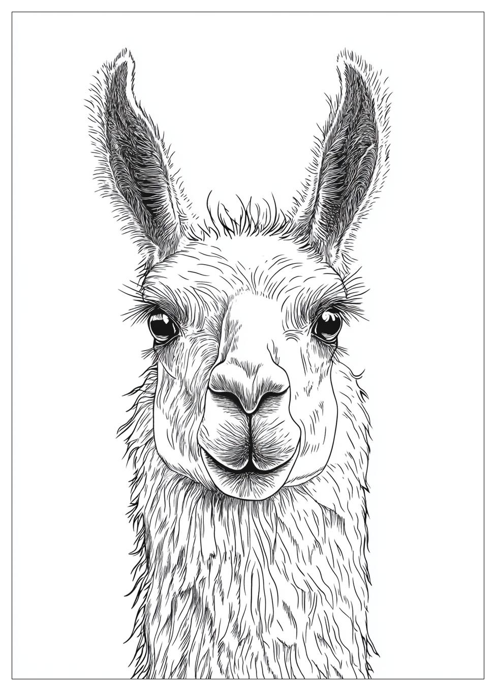 Lama Ausmalbilder 23