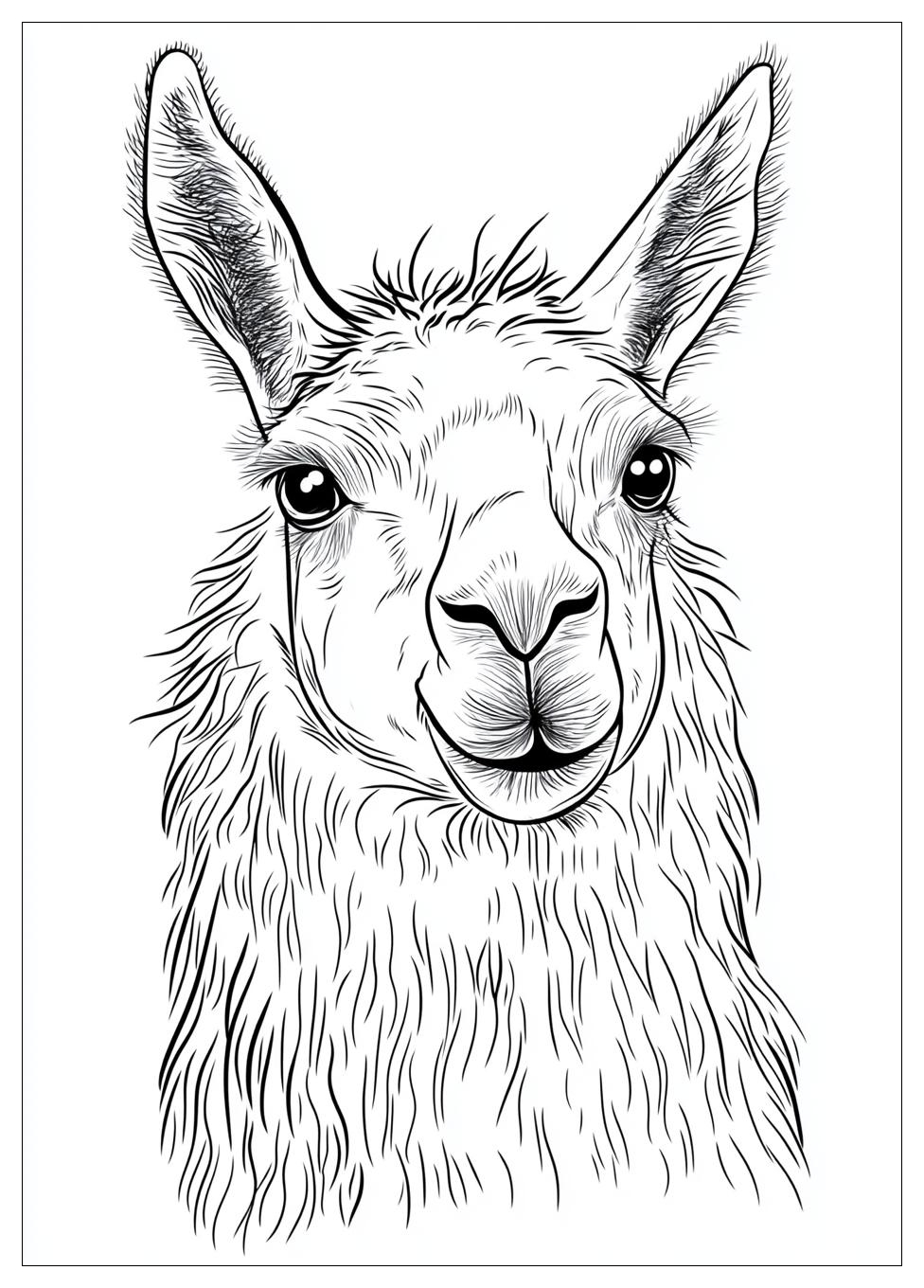 Lama Ausmalbilder 24