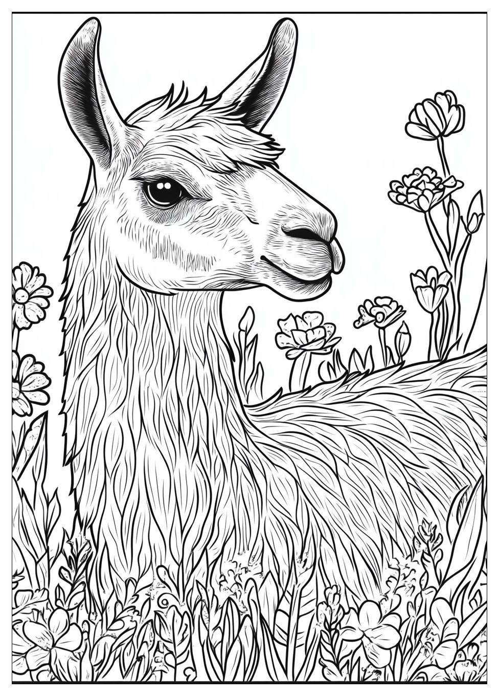 Lama Ausmalbilder 6