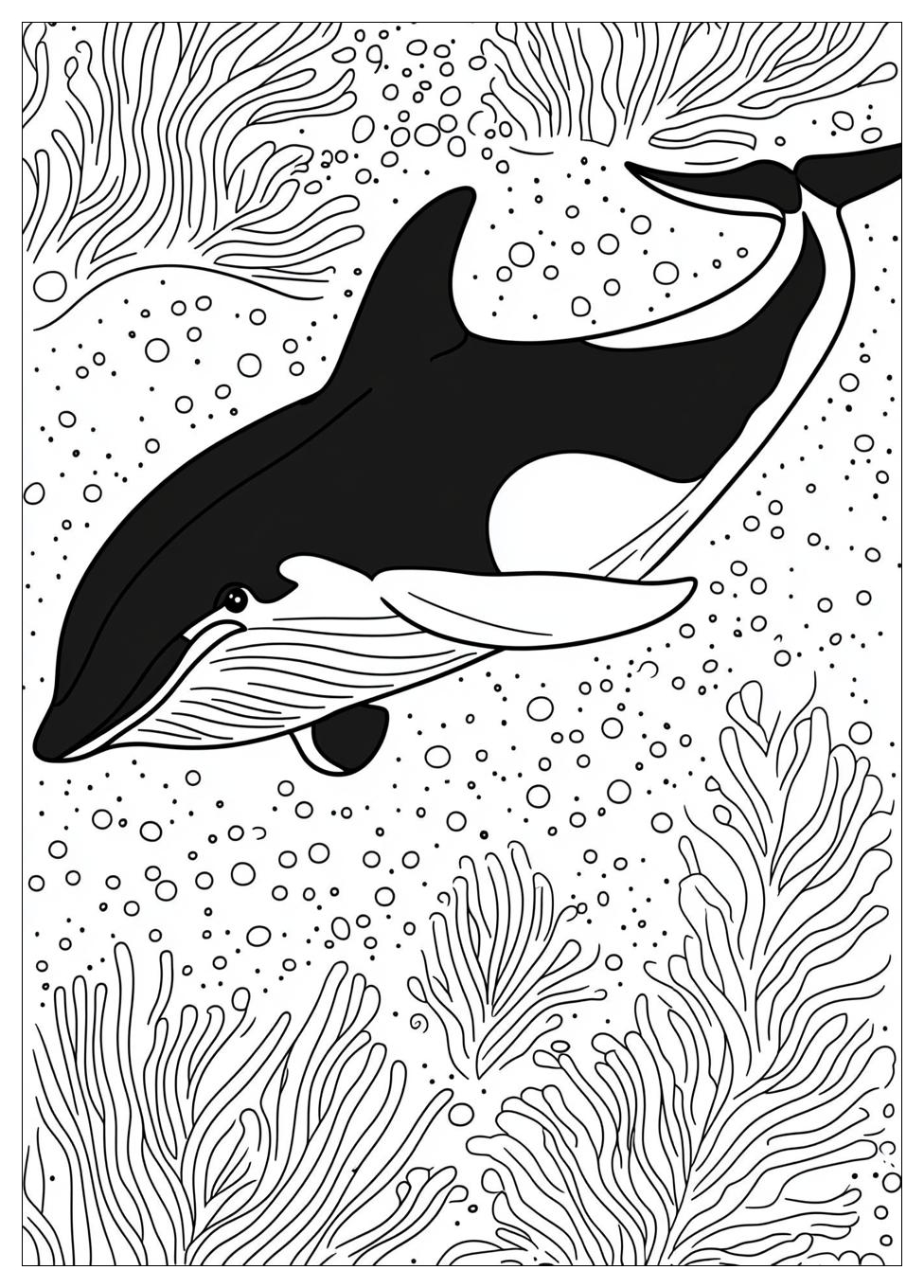 Orca Ausmalbilder 17