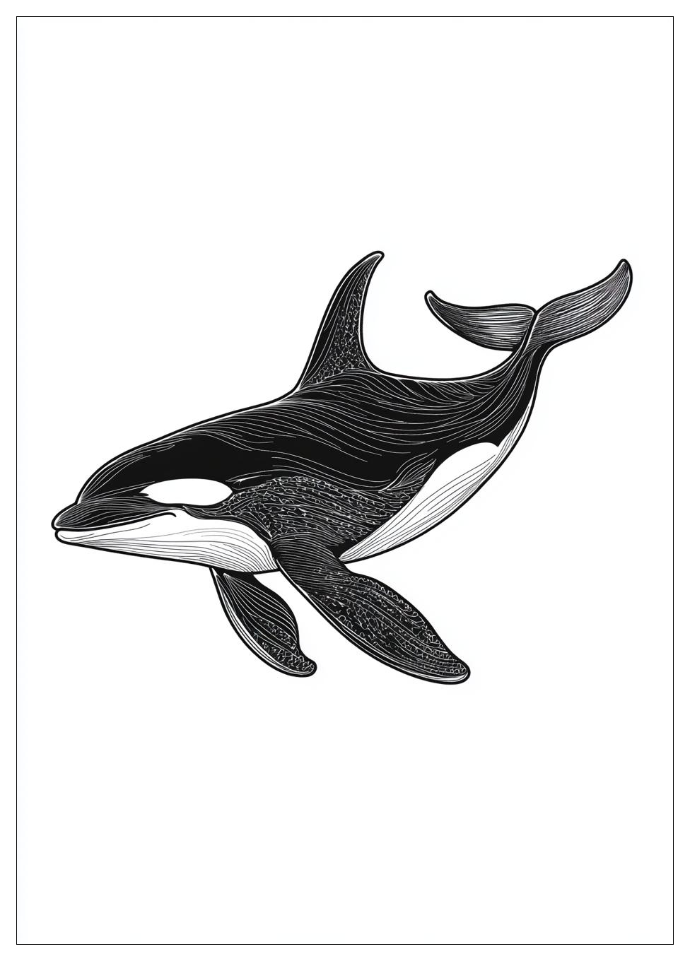 Orca Ausmalbilder 2