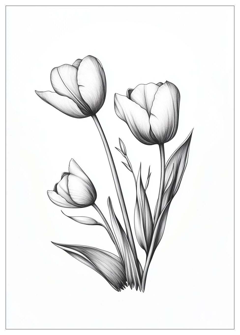 Tulpen Ausmalbilder 19